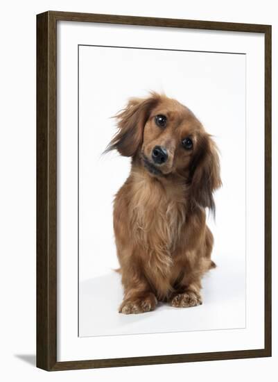 Miniature Long-Haired Dachshund-null-Framed Photographic Print