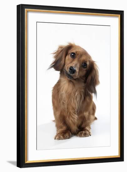 Miniature Long-Haired Dachshund-null-Framed Photographic Print