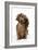 Miniature Long-Haired Dachshund-null-Framed Photographic Print