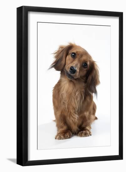 Miniature Long-Haired Dachshund-null-Framed Photographic Print