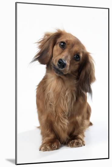 Miniature Long-Haired Dachshund-null-Mounted Photographic Print