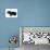 Miniature Long-Haired Dachshund-null-Photographic Print displayed on a wall