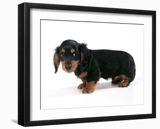 Miniature Long-Haired Dachshund-null-Framed Photographic Print