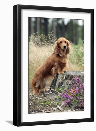 Miniature Long Haired Dachshunds on a Tree Stump-null-Framed Photographic Print