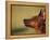 Miniature Pinscher Looking Up-Adriano Bacchella-Framed Premier Image Canvas