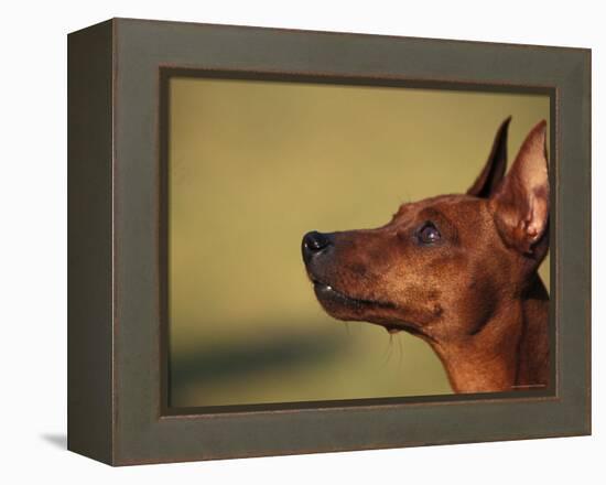 Miniature Pinscher Looking Up-Adriano Bacchella-Framed Premier Image Canvas