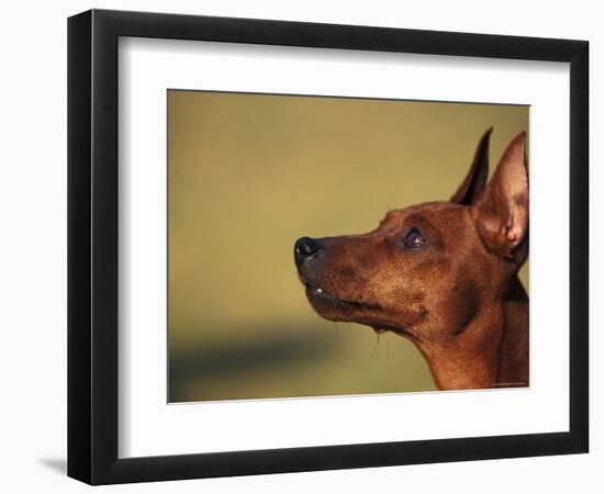 Miniature Pinscher Looking Up-Adriano Bacchella-Framed Premium Photographic Print