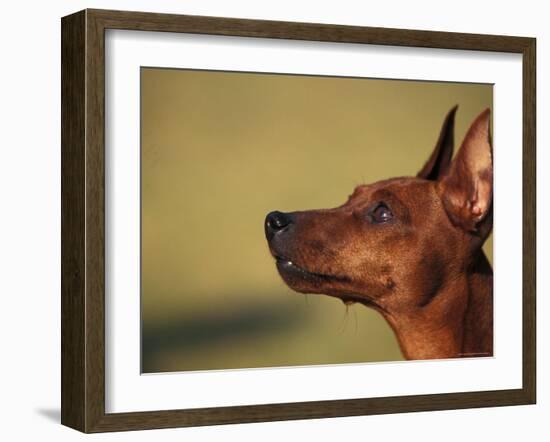 Miniature Pinscher Looking Up-Adriano Bacchella-Framed Photographic Print