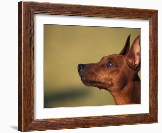 Miniature Pinscher Looking Up-Adriano Bacchella-Framed Photographic Print