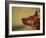 Miniature Pinscher Looking Up-Adriano Bacchella-Framed Photographic Print