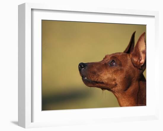 Miniature Pinscher Looking Up-Adriano Bacchella-Framed Photographic Print