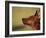 Miniature Pinscher Looking Up-Adriano Bacchella-Framed Photographic Print