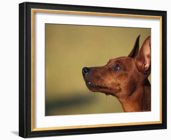 Miniature Pinscher Looking Up-Adriano Bacchella-Framed Photographic Print