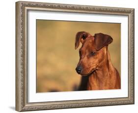 Miniature Pinscher Portrait-Adriano Bacchella-Framed Photographic Print