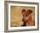 Miniature Pinscher Portrait-Adriano Bacchella-Framed Photographic Print