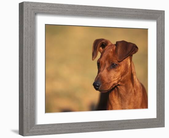 Miniature Pinscher Portrait-Adriano Bacchella-Framed Photographic Print