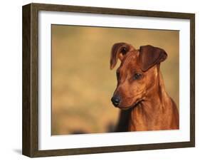 Miniature Pinscher Portrait-Adriano Bacchella-Framed Photographic Print