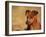 Miniature Pinscher Portrait-Adriano Bacchella-Framed Photographic Print