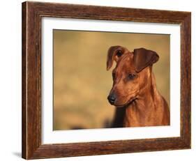 Miniature Pinscher Portrait-Adriano Bacchella-Framed Photographic Print
