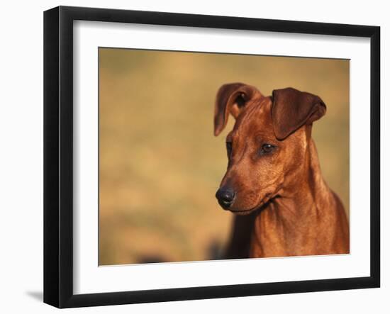 Miniature Pinscher Portrait-Adriano Bacchella-Framed Photographic Print