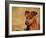 Miniature Pinscher Portrait-Adriano Bacchella-Framed Photographic Print