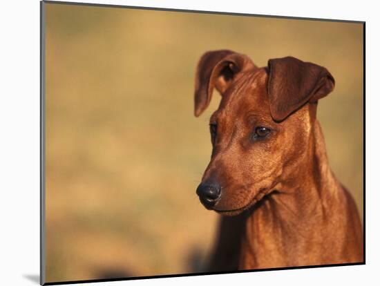 Miniature Pinscher Portrait-Adriano Bacchella-Mounted Photographic Print