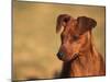 Miniature Pinscher Portrait-Adriano Bacchella-Mounted Photographic Print