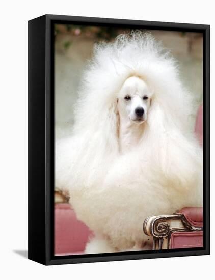 Miniature poodle sitting in armchair at 88th annual Westminster Kennel Club Dog Show.-Nina Leen-Framed Premier Image Canvas