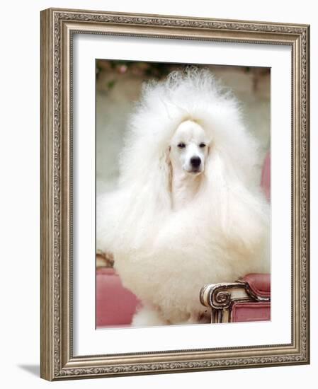 Miniature poodle sitting in armchair at 88th annual Westminster Kennel Club Dog Show.-Nina Leen-Framed Photographic Print