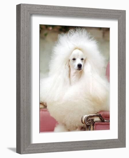 Miniature poodle sitting in armchair at 88th annual Westminster Kennel Club Dog Show.-Nina Leen-Framed Photographic Print