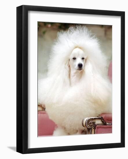 Miniature poodle sitting in armchair at 88th annual Westminster Kennel Club Dog Show.-Nina Leen-Framed Photographic Print