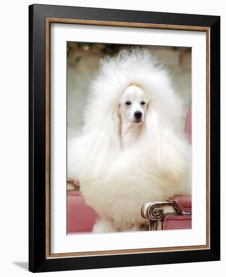 Miniature poodle sitting in armchair at 88th annual Westminster Kennel Club Dog Show.-Nina Leen-Framed Photographic Print