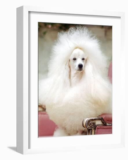 Miniature poodle sitting in armchair at 88th annual Westminster Kennel Club Dog Show.-Nina Leen-Framed Photographic Print