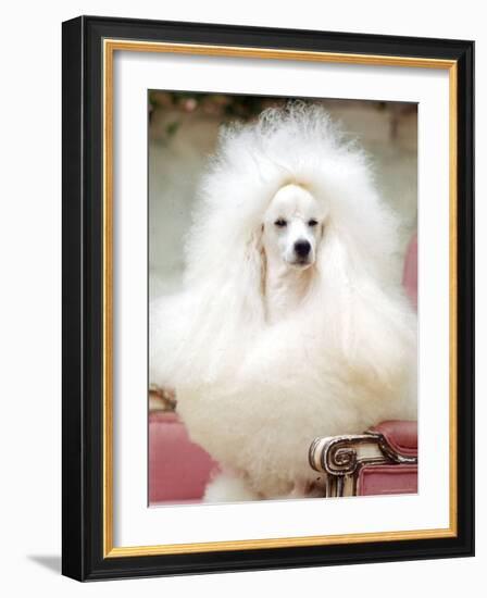 Miniature poodle sitting in armchair at 88th annual Westminster Kennel Club Dog Show.-Nina Leen-Framed Photographic Print