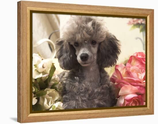 Miniature Poodle-null-Framed Premier Image Canvas
