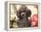 Miniature Poodle-null-Framed Premier Image Canvas