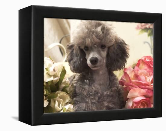 Miniature Poodle-null-Framed Premier Image Canvas