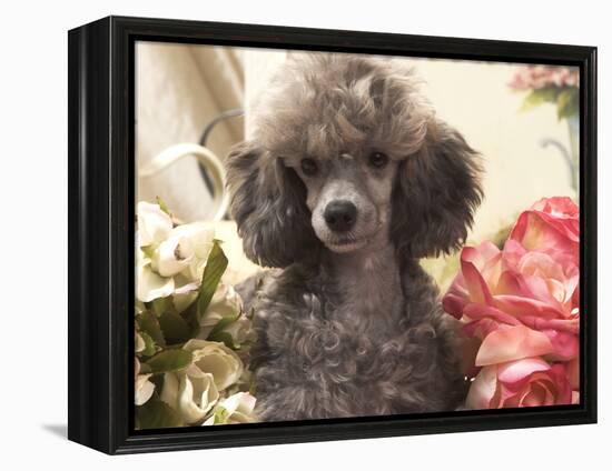 Miniature Poodle-null-Framed Premier Image Canvas