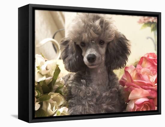 Miniature Poodle-null-Framed Premier Image Canvas