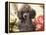 Miniature Poodle-null-Framed Premier Image Canvas