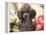 Miniature Poodle-null-Framed Premier Image Canvas