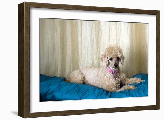 Miniature Poodle-null-Framed Photographic Print