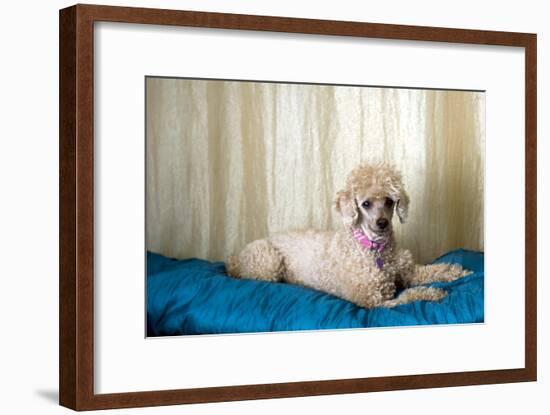 Miniature Poodle-null-Framed Photographic Print