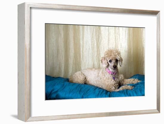 Miniature Poodle-null-Framed Photographic Print