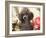 Miniature Poodle-null-Framed Photographic Print