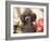 Miniature Poodle-null-Framed Photographic Print