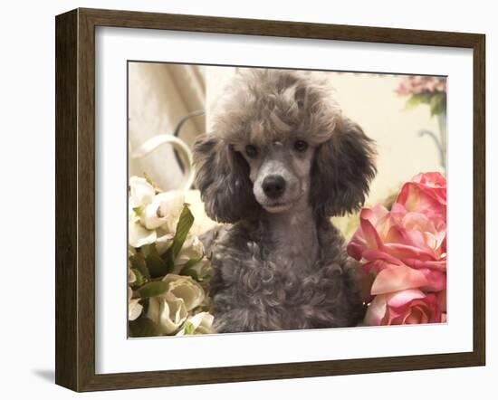 Miniature Poodle-null-Framed Photographic Print