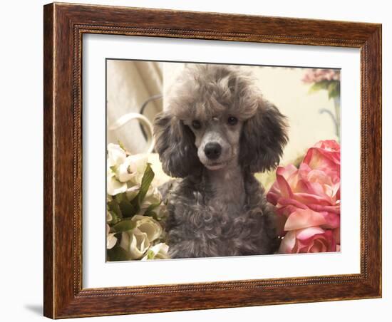 Miniature Poodle-null-Framed Photographic Print