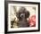 Miniature Poodle-null-Framed Photographic Print