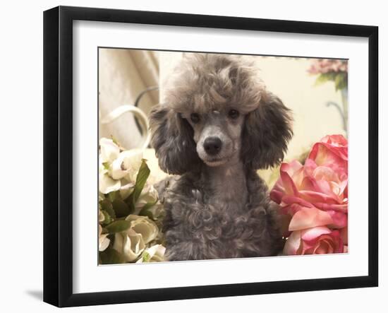 Miniature Poodle-null-Framed Photographic Print